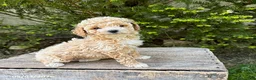 Bichpoo dogs for sale: Jetta - Ad 1