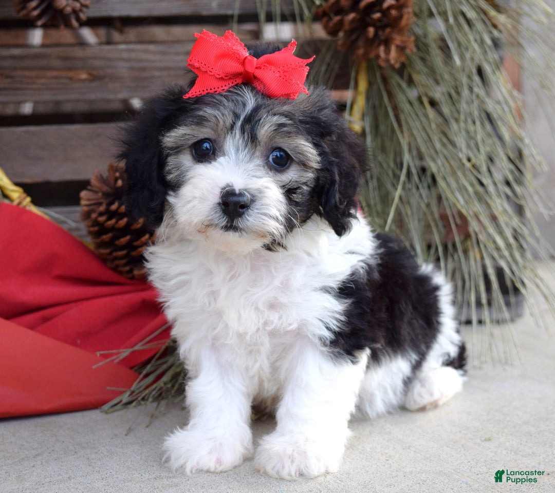 Bichpoo dogs for sale: Stella - Ad 7