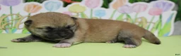 Shiba Inu dogs for sale: Ringo  - Ad 3