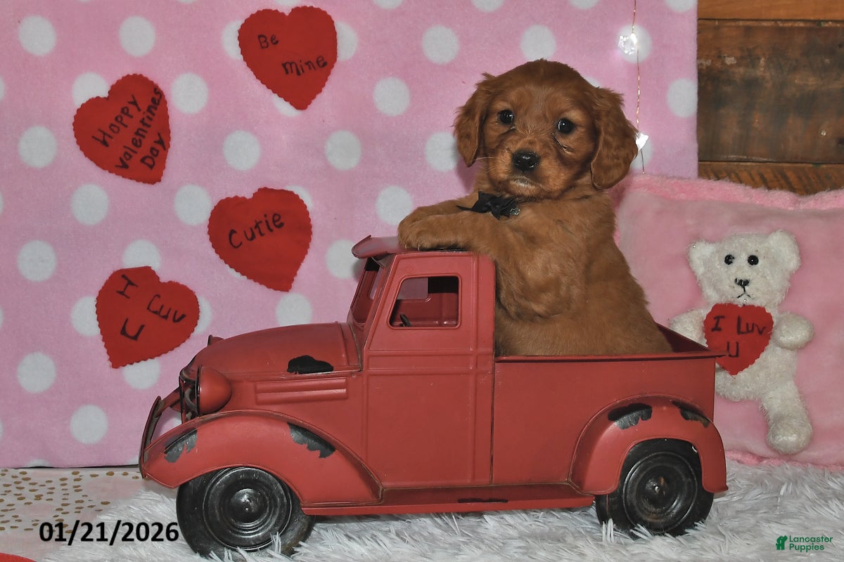 Miniature Golden Retriever dogs Cubit - Ad 2