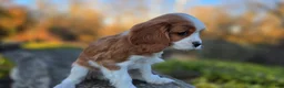 Cavalier King Charles Spaniel dogs for sale: Val - Ad 9
