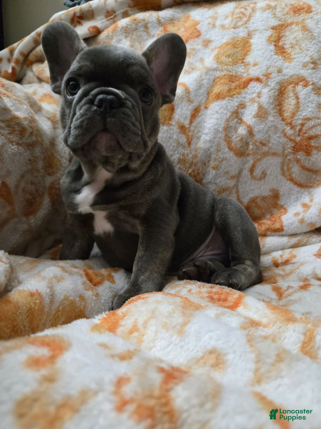 French Bulldog dogs for sale: Blu  - Ad 2