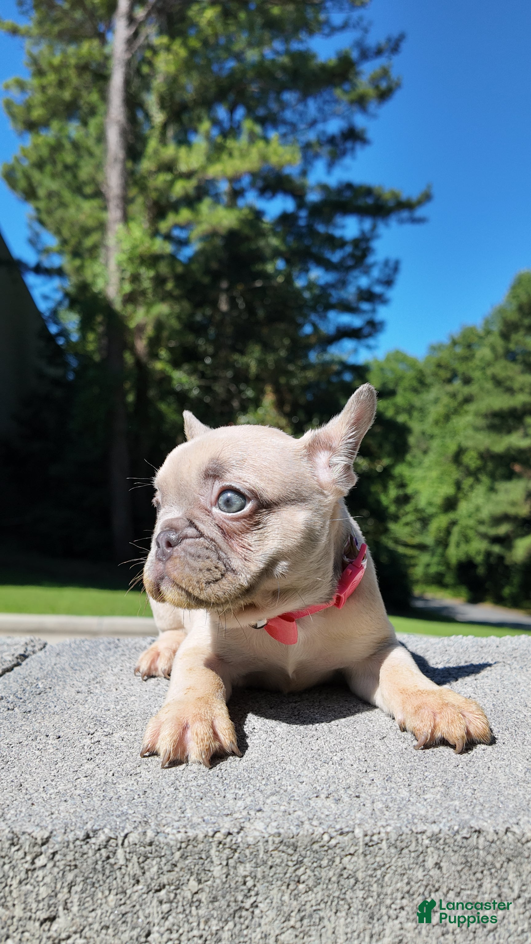 French Bulldog dogs French Bulldog 4 - Ad 24