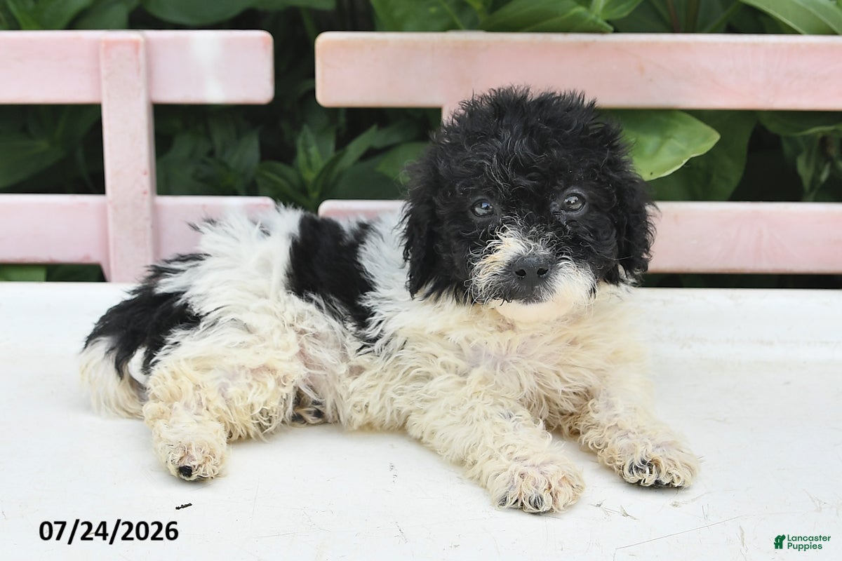Teddy Bear dogs for sale: Ashley - Ad 4