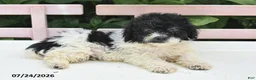 Teddy Bear dogs for sale: Ashley - Ad 1