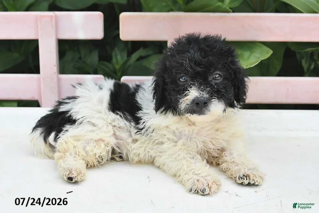 Teddy Bear dogs for sale: Ashley - Ad 1