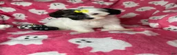 Shihpoo dogs for sale: Lolly - Ad 1