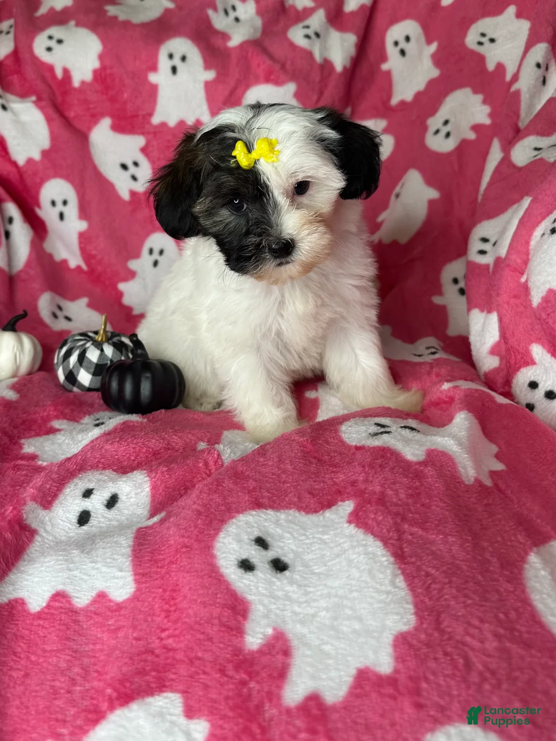 Shihpoo dogs for sale: Lolly - Ad 1