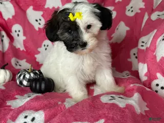 Shihpoo dogs Lolly - Ad 18