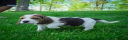 Beagle dogs for sale: Noah - Ad 6