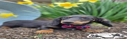 Miniature Dachshund dogs for sale: Marvin - Ad 1