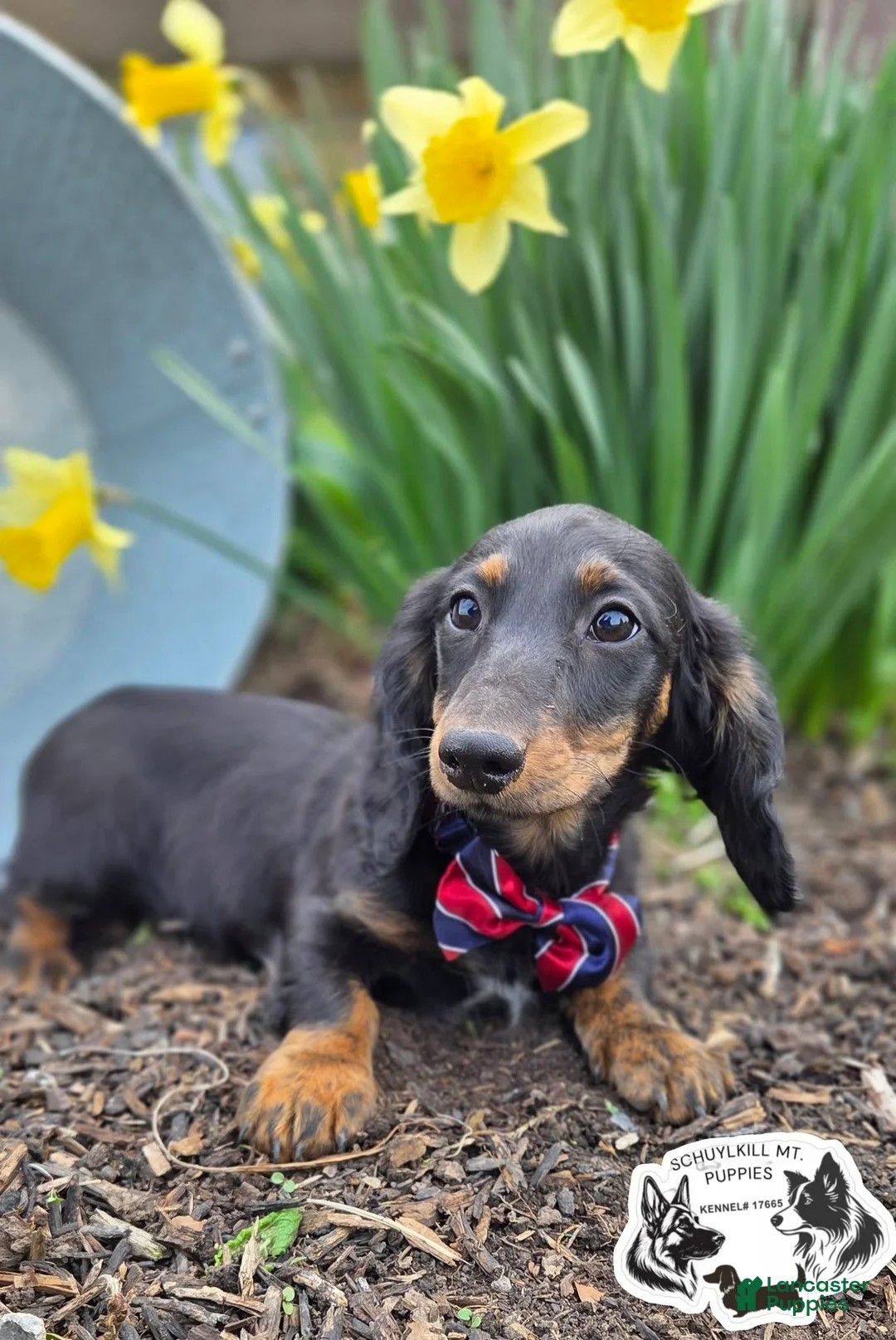 Miniature Dachshund dogs for sale: Marvin - Ad 1