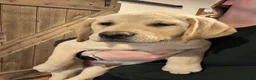 Labrador Retriever dogs for sale: Ketchup- Red collar - Ad 3