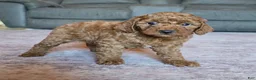 Miniature Poodle dogs for sale: Mini Lilly - Ad 11