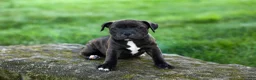 Staffordshire Bull Terrier dogs for sale: Moxie 💖 - Ad 9