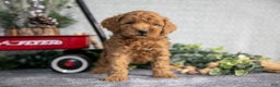 Mini Goldendoodle dogs for sale: Vincent - Ad 1