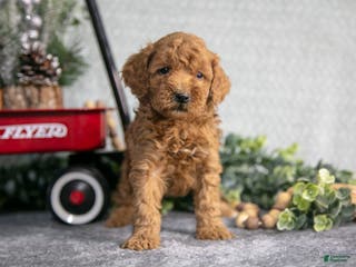 Mini Goldendoodle dogs Vincent - Ad 30