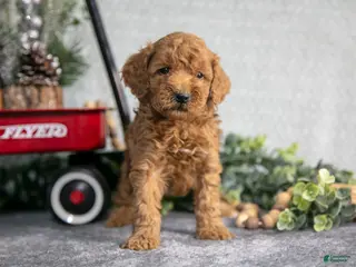 Mini Goldendoodle dogs Vincent - Ad 25