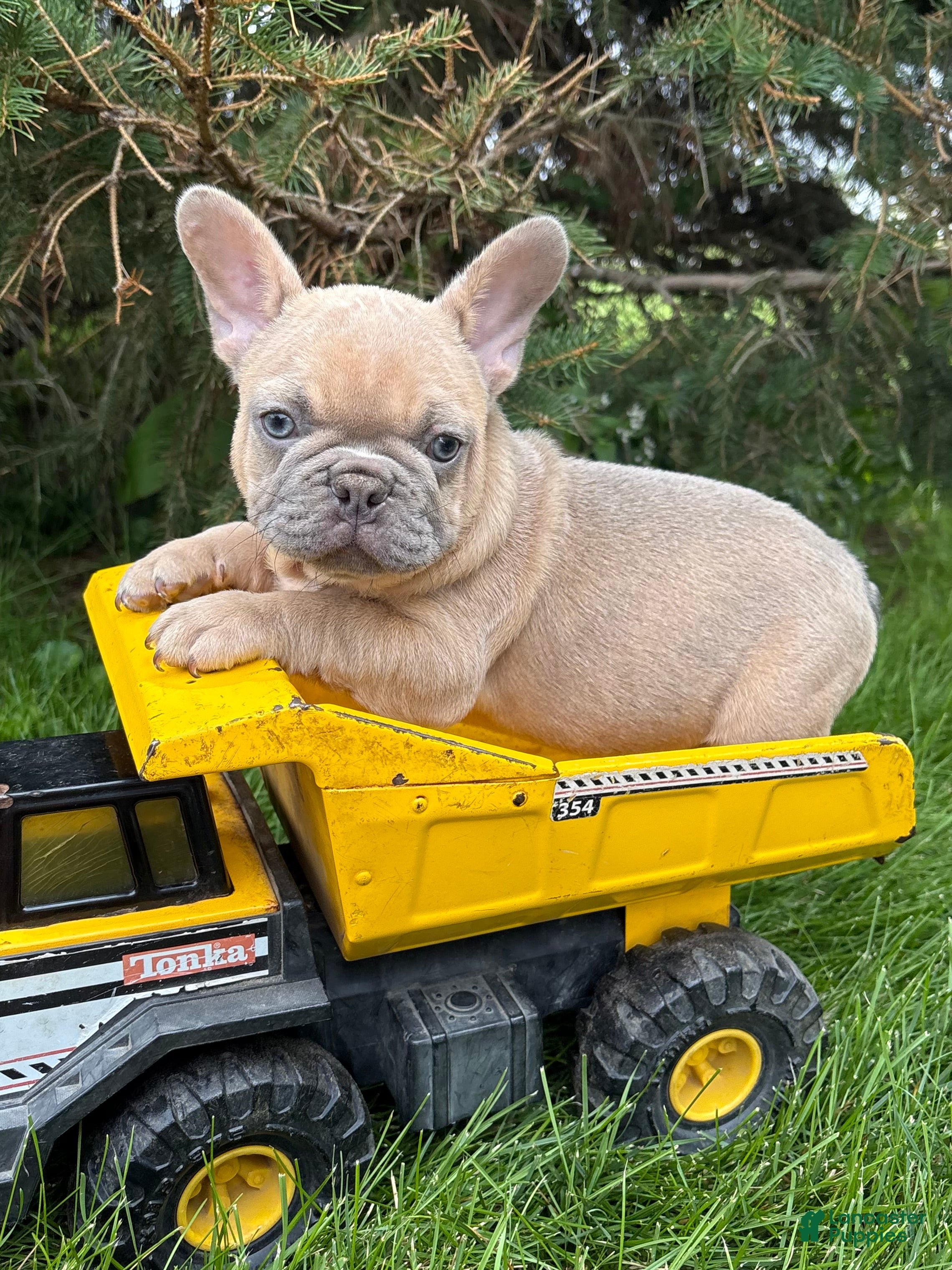 French Bulldog dogs Cruz - Ad 1