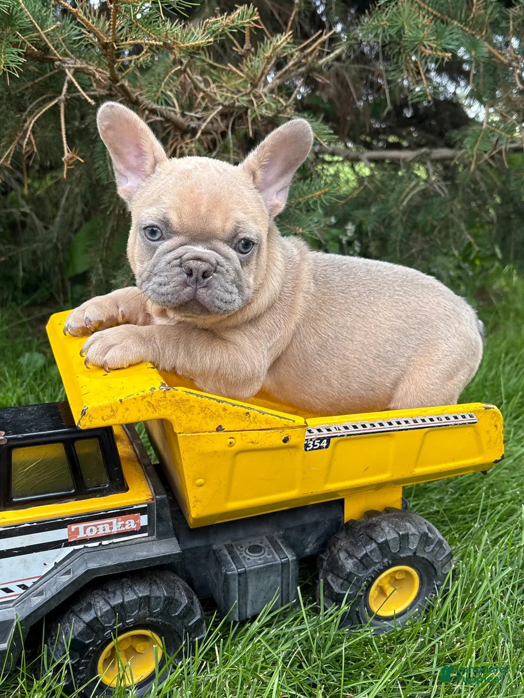 French Bulldog dogs for sale: Cruz - Ad 1