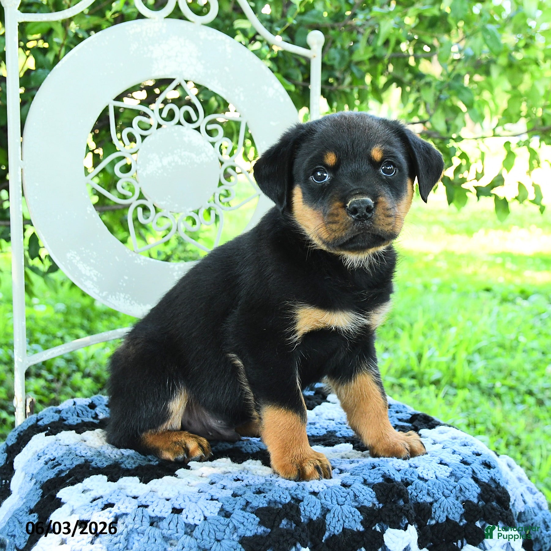 Rottweiler dogs for sale: Julian - Ad 1