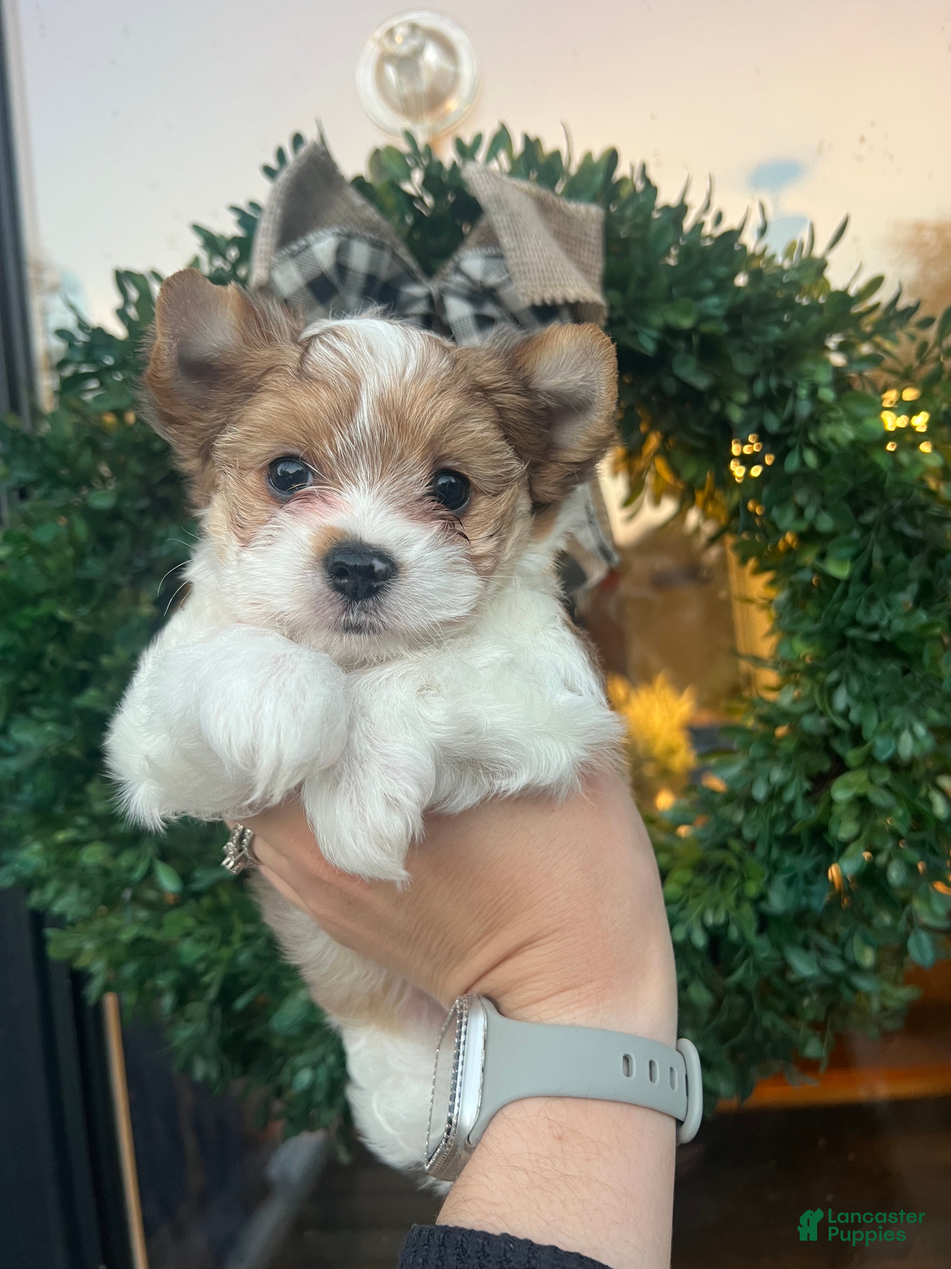 Yorkshire Terrier dogs Yorkshire Terrier 3 - Ad 37