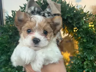 Yorkshire Terrier dogs Yorkshire Terrier 3 - Ad 37
