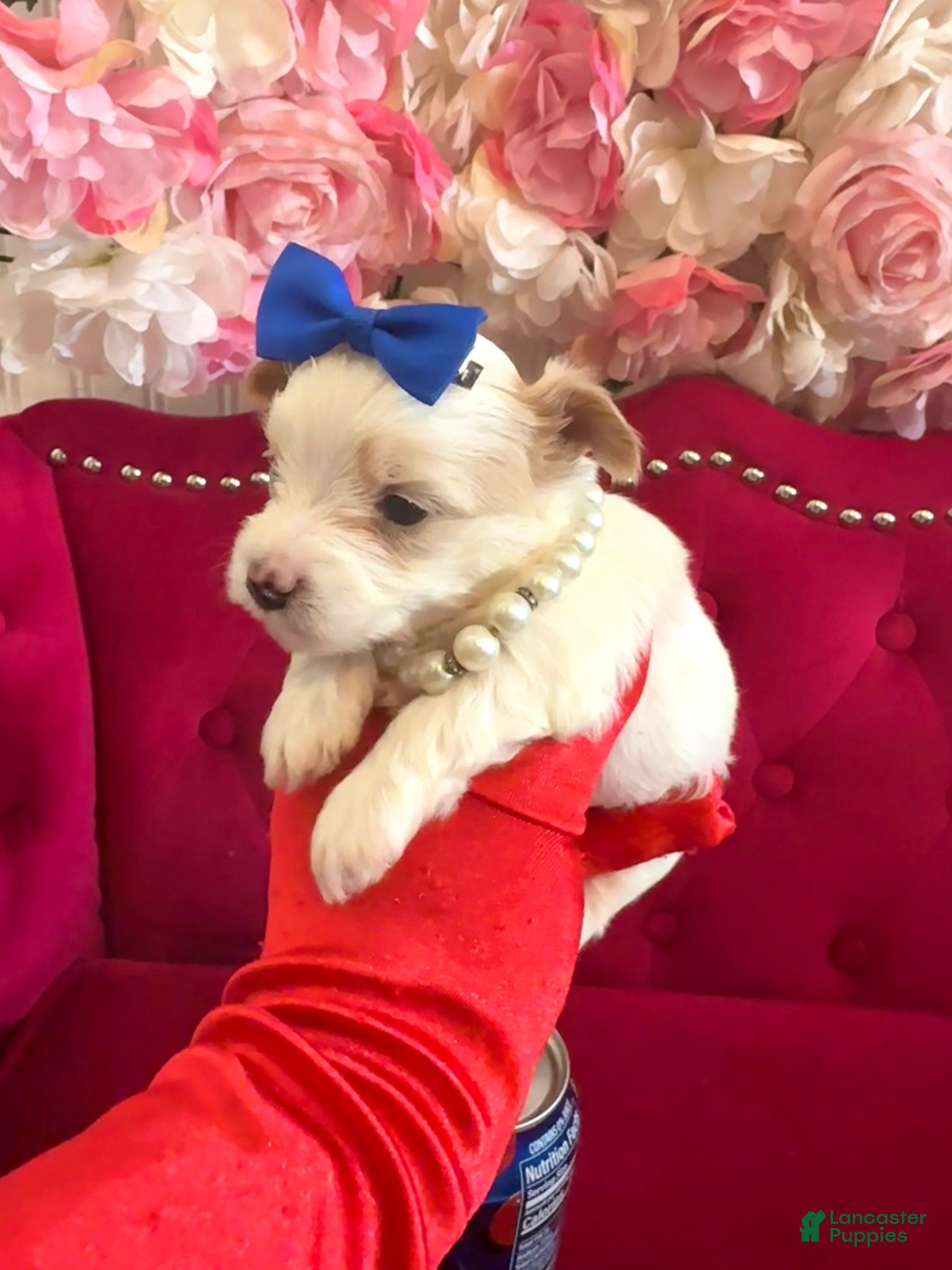 Yorkshire Terrier dogs Mango - Ad 2