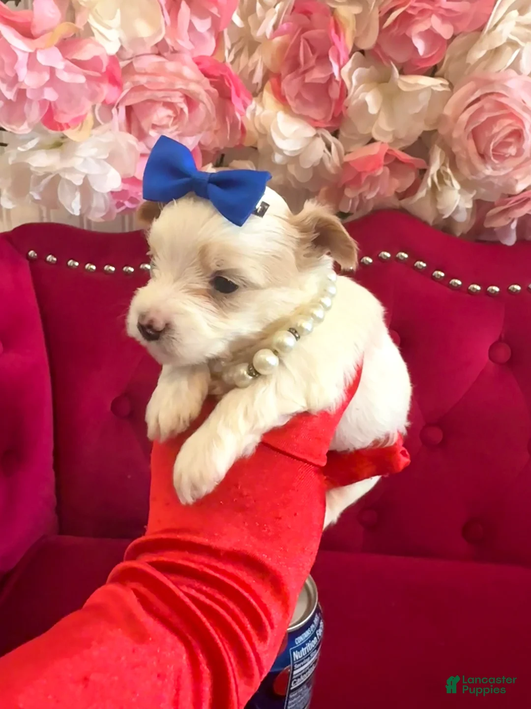 Yorkshire Terrier dogs for sale: Mango - Ad 2