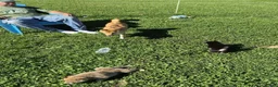 Shiba Inu dogs for sale: Mittens - Ad 10