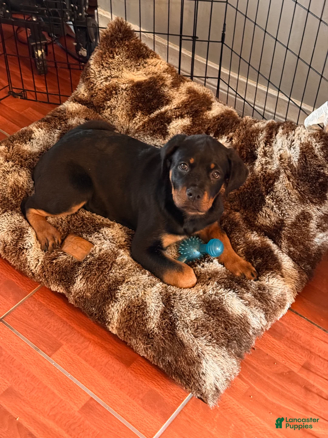 Rottweiler dogs for sale: Ruby - Ad 2