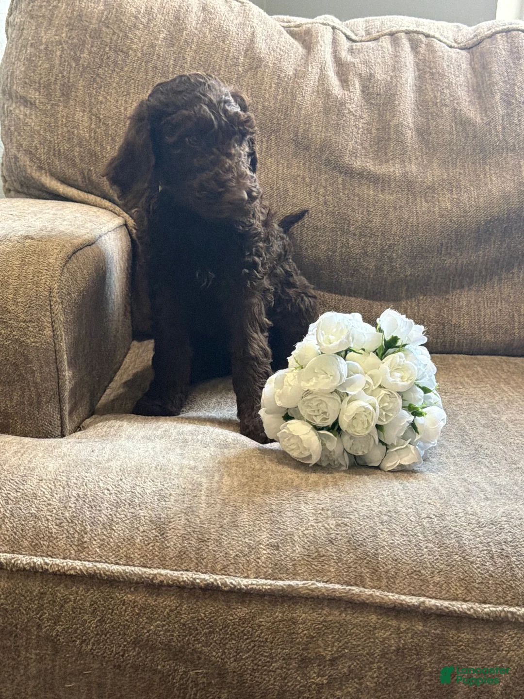 Goldendoodle dogs for sale: Chocolatte - Ad 2