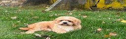 Lhasa Apso dogs for sale: Corey - Ad 3