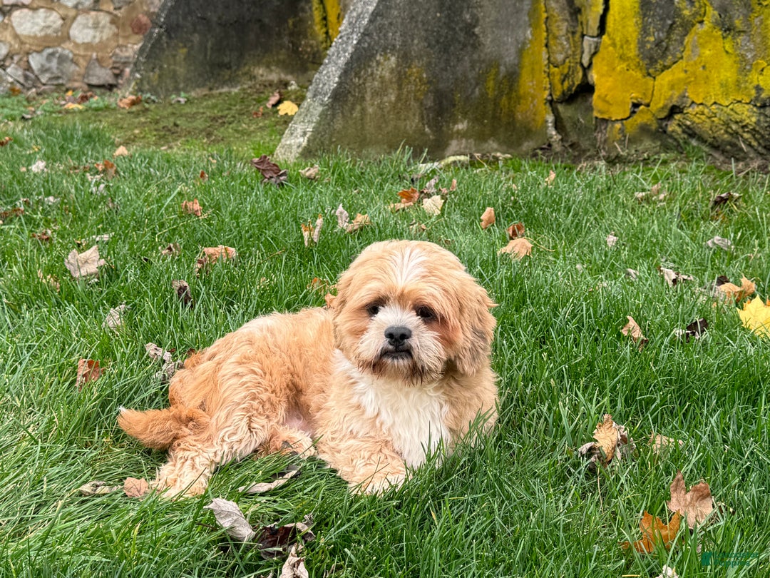 Lhasa Apso dogs for sale: Corey - Ad 3