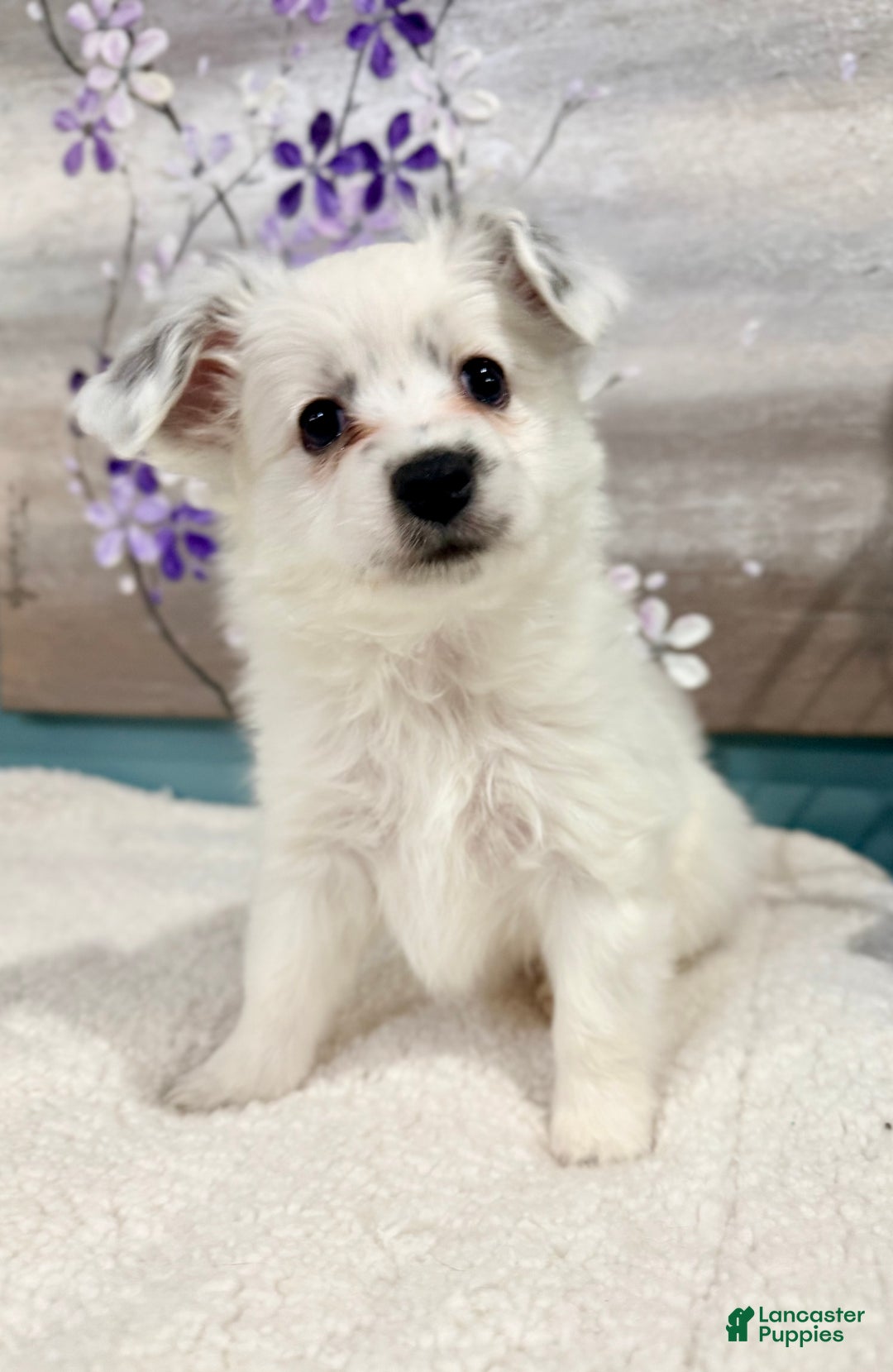 Mixed Breed dogs for sale: Gracie - Ad 1