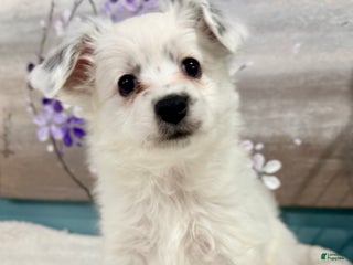 Mixed Breed dogs Gracie - Ad 19