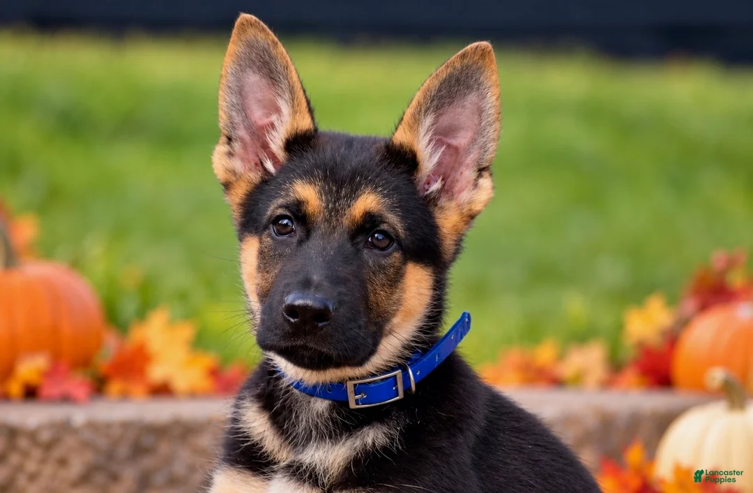 German Shepherd dogs for sale: Chestnut  - Ad 1