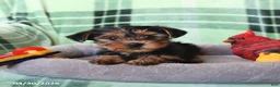 Yorkshire Terrier dogs for sale: Penelope - Ad 4