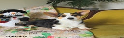 Welsh Corgi Pembroke dogs for sale: Nickle  - Ad 4