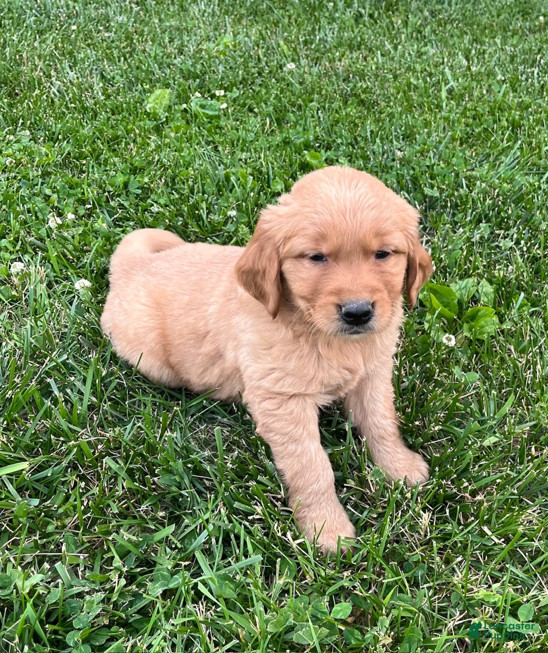 Golden Retriever dogs for sale: Bella - Ad 2