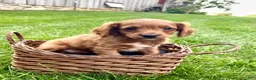 Cavapoo dogs for sale: Bentley  - Ad 6