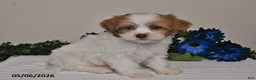 Shihpoo dogs for sale: Rhett - Ad 5