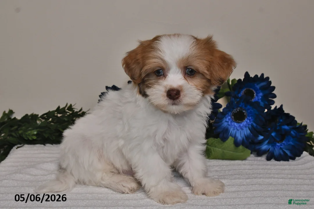 Shihpoo dogs for sale: Rhett - Ad 5