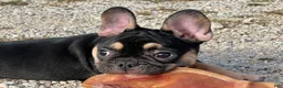 French Bulldog dogs for sale: Flynn  - Ad 6