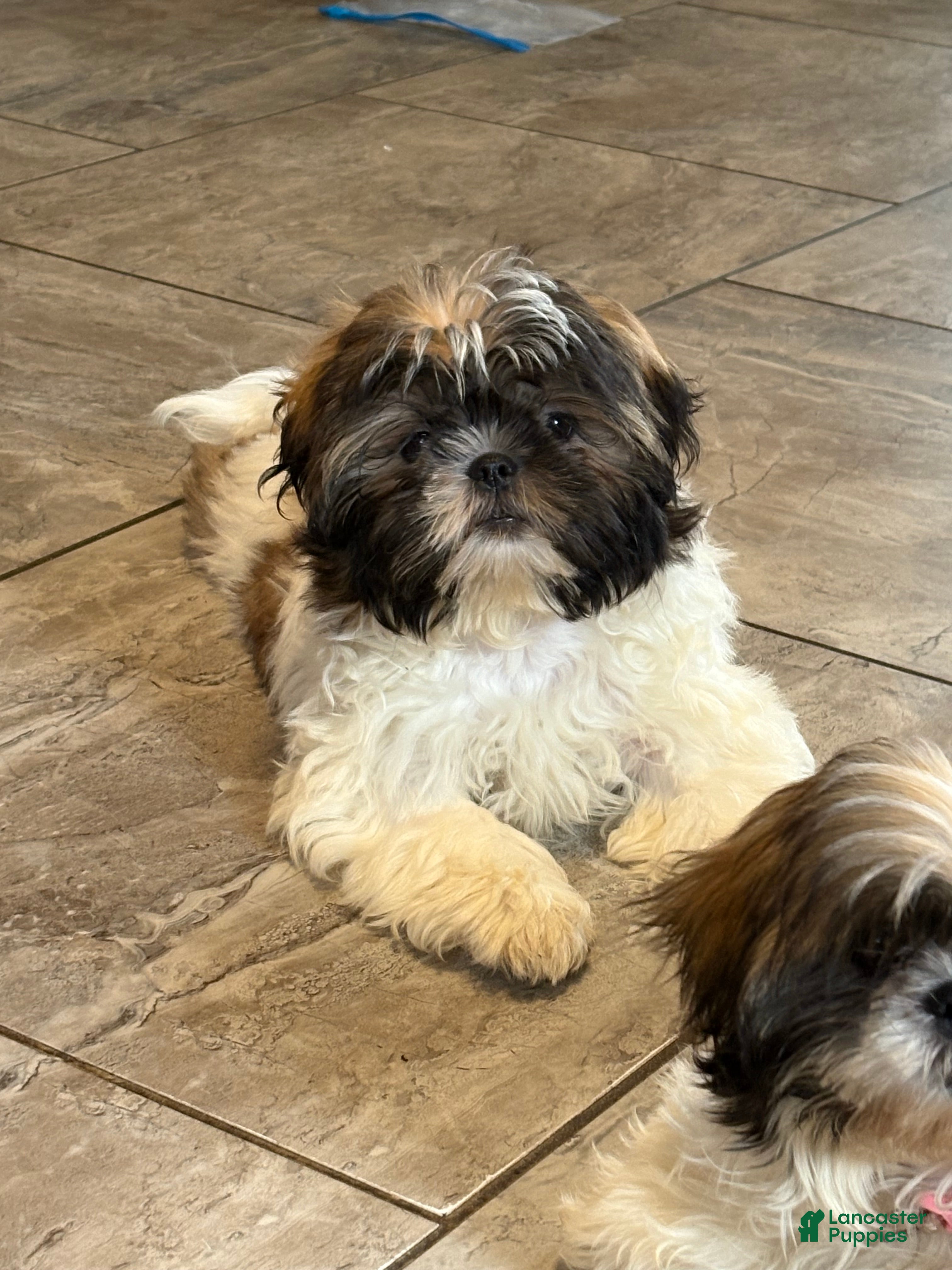 Shih Tzu dogs Asher - Ad 1