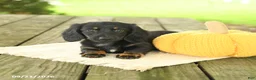 Miniature Dachshund dogs for sale: Avalon - Ad 3