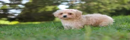 Maltipoo dogs for sale: Annie - Ad 9