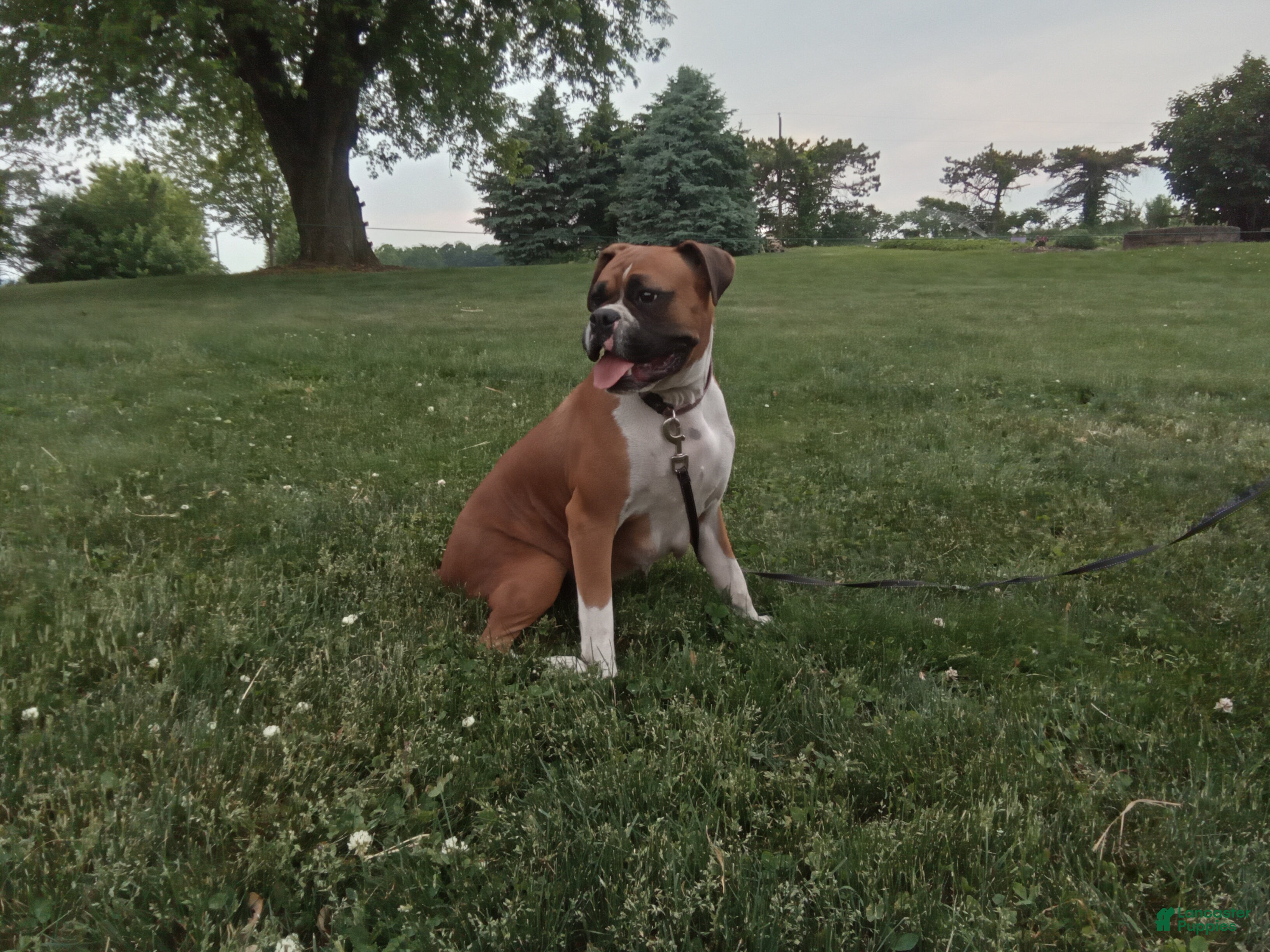 Boxer dogs Paisley  - Ad 12