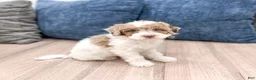 Miniature Poodle dogs for sale: Muffin - Ad 3