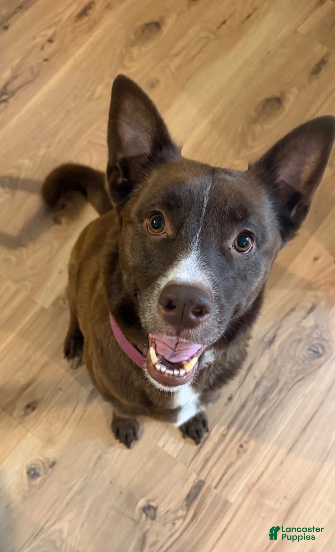 Gerberian Shepsky dogs for sale: Delilah - Ad 2